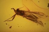 Two Fossil Beetles And Two Flies In Baltic Amber #123308-4